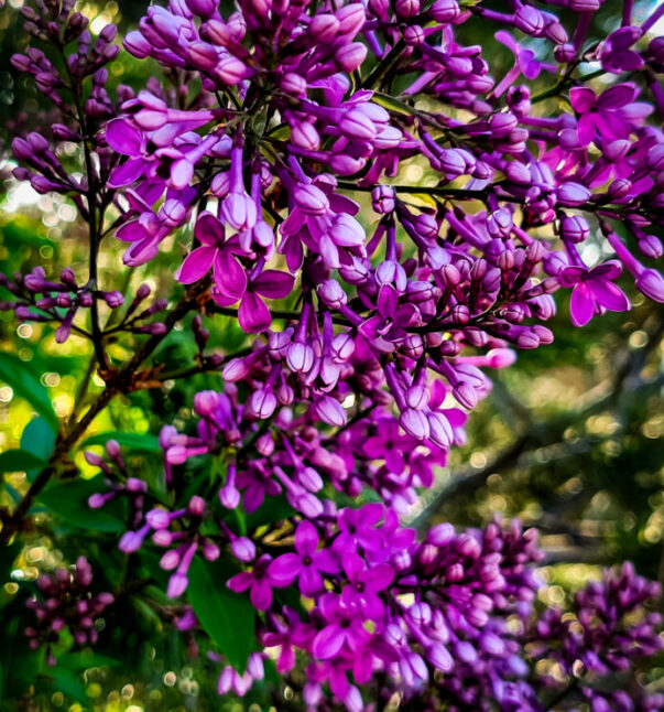 Universal Dance Spring Opening